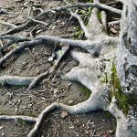 Tree with many wide, deep roots.